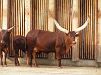 Watusi - Bos taurus (cla Mammiferes) (ord Artiodactyles) (fam Bovides) (07)